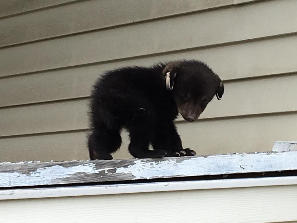 Lonaconing cub 4/4/17